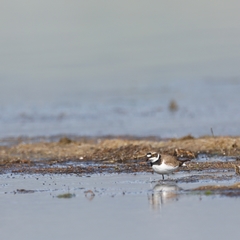 Charadrius dubius