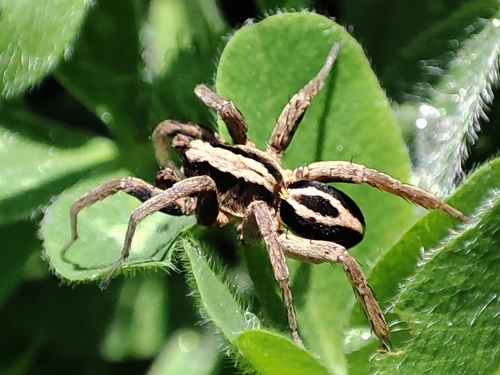 White-banded Fox Spider