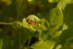 Tetragonisca fiebrigi