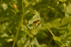 Tetragonisca fiebrigi