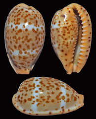 Palmadusta lutea