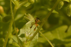 Tetragonisca fiebrigi