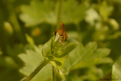 Tetragonisca fiebrigi