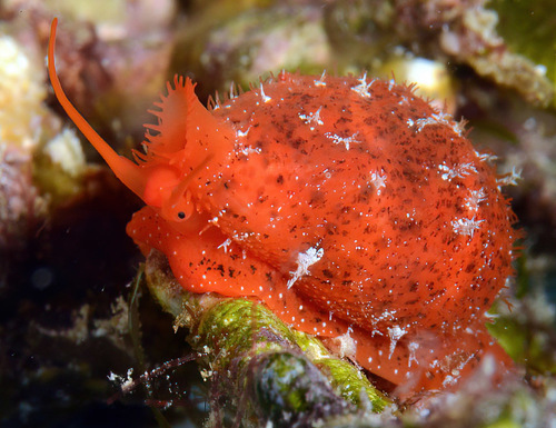 Cypraea lutea observed 2016-01-25