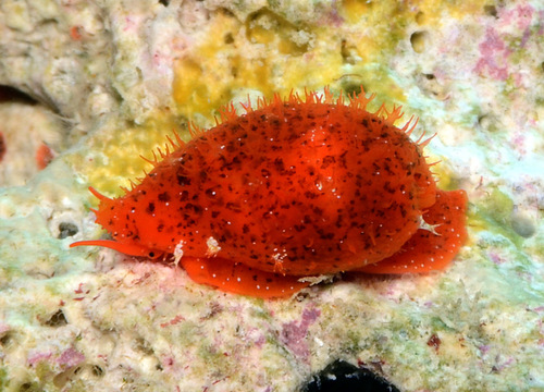Cypraea lutea observed 2012-12-09