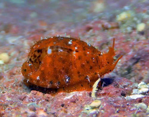 Cypraea lutea observed 2016-01-25