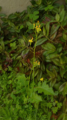 Youngia japonica