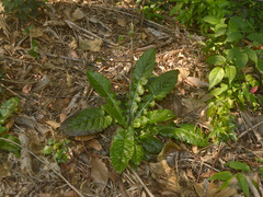 Chaptalia nutans