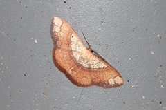 Pylargosceles steganioides