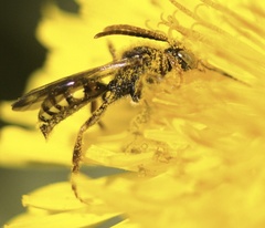 Nomada lathburiana