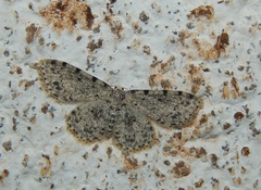 Scopula nigrinotata