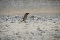 Lonchura punctulata topela
