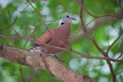Streptopelia tranquebarica humilis