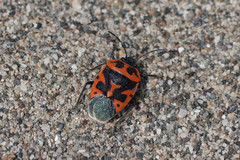 Eurydema spectabilis