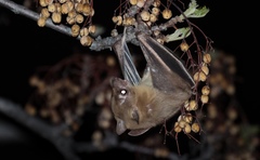 Rousettus aegyptiacus