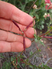 Acmispon grandiflorus