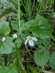 Anemonastrum flaccidum