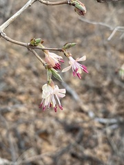 Lonicera praeflorens