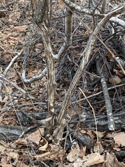 Lonicera praeflorens