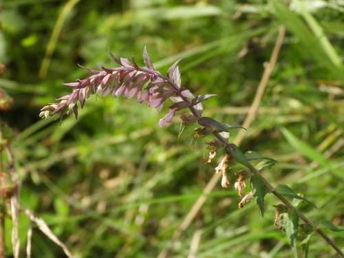 Raudonasis skėstukas
