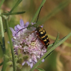 Lepturini