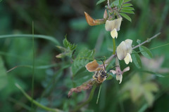 Eucera