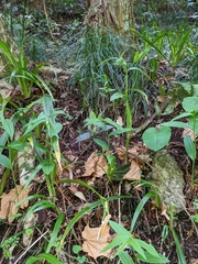 Disporum sessile
