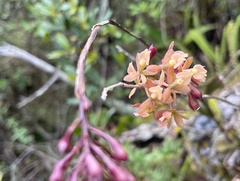 Epidendrum anceps