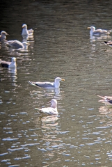 Larus argentatus