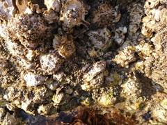 Acanthochitona rubrolineata