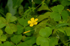Oxalis conorrhiza
