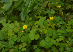 Oxalis conorrhiza