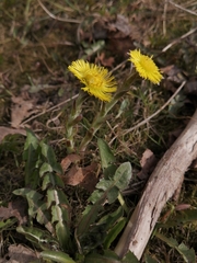 Tussilago farfara