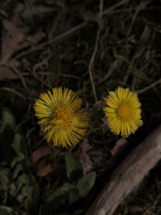 Tussilago farfara