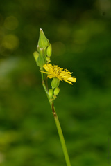 Youngia japonica