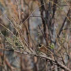 Emberiza schoeniclus