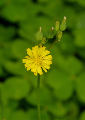 Youngia japonica