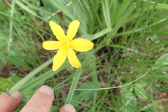 Hypoxis acuminata