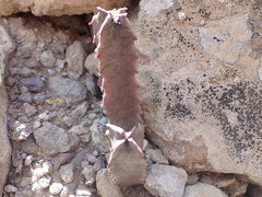 Ceropegia burchardii image