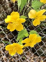 Kerria japonica