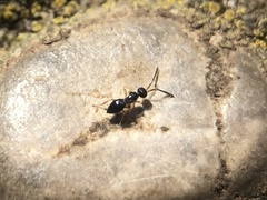 Ceraphronoidea