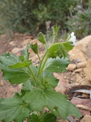 Phacelia viscida albiflora