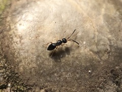 Ceraphronoidea