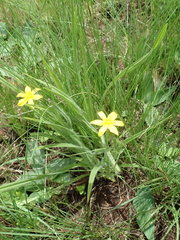 Hypoxis acuminata
