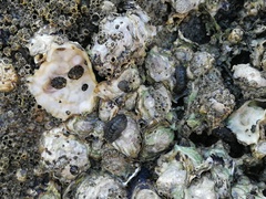 Acanthochitona rubrolineata