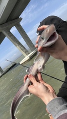 Notorynchus cepedianus