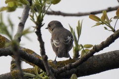 Ficedula semitorquata