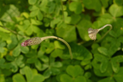 Chaptalia nutans