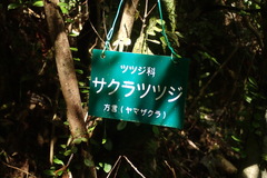 Rhododendron tashiroi