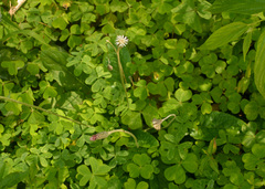 Chaptalia nutans